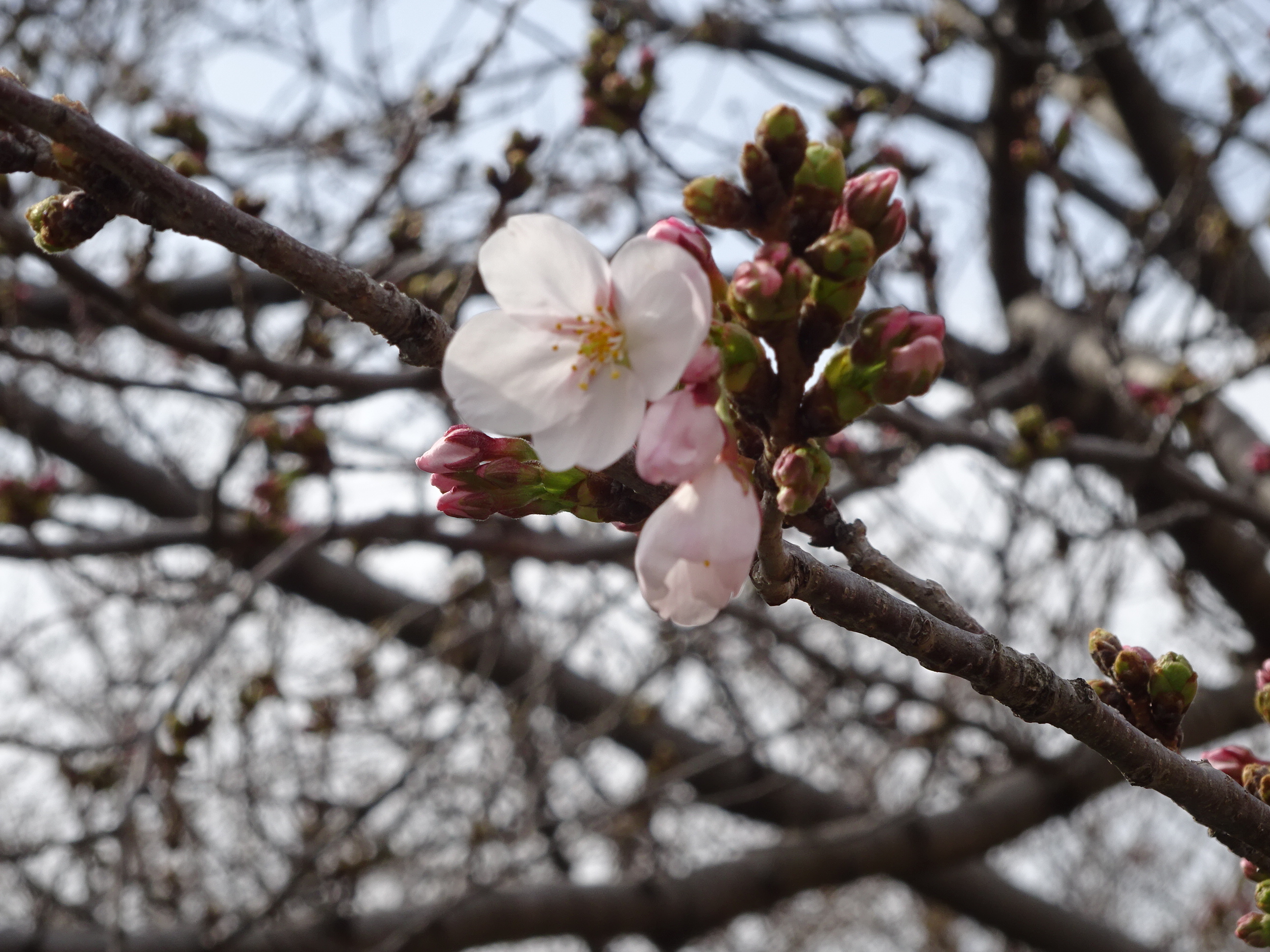 当館の桜